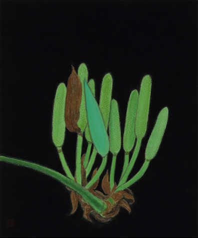 A painting of a close-up of a bright flowerhead shining against a black background. The stem protrudes in from the left of the painting, and the various green anthers emerge from this amongst a base of brown leaves.