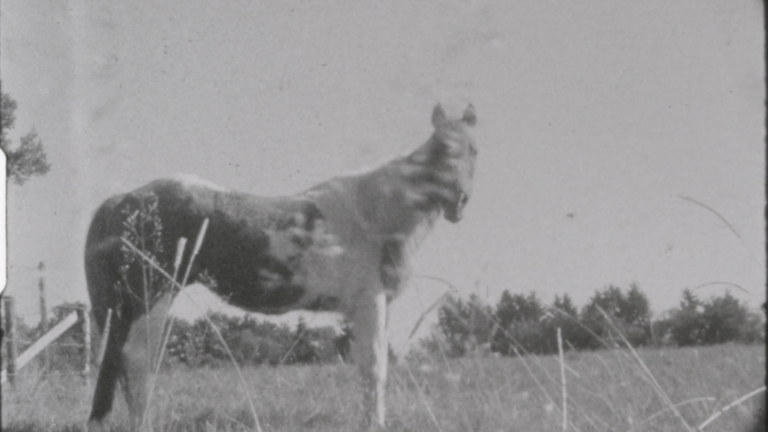 A black-and-white image with a horse one the centre left, in the background is a large open field. 