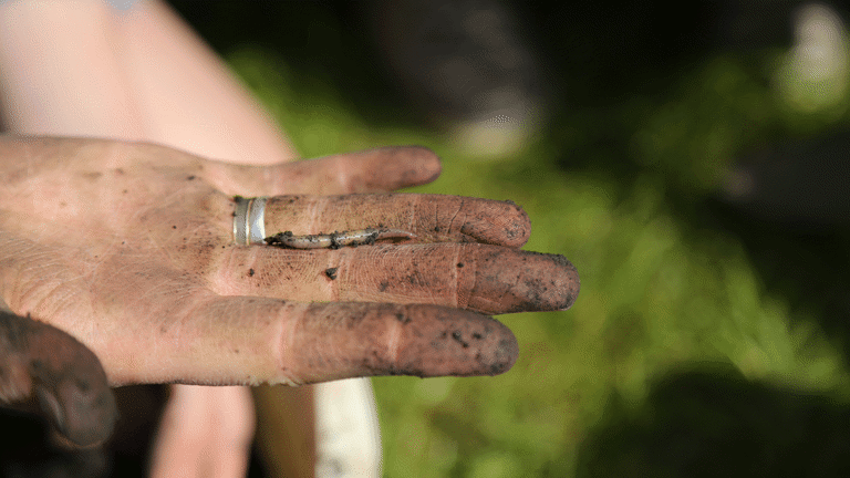 A photograph of a hand with a worm and soil on it against a blurry background of grass. The hand is also wearing a ring