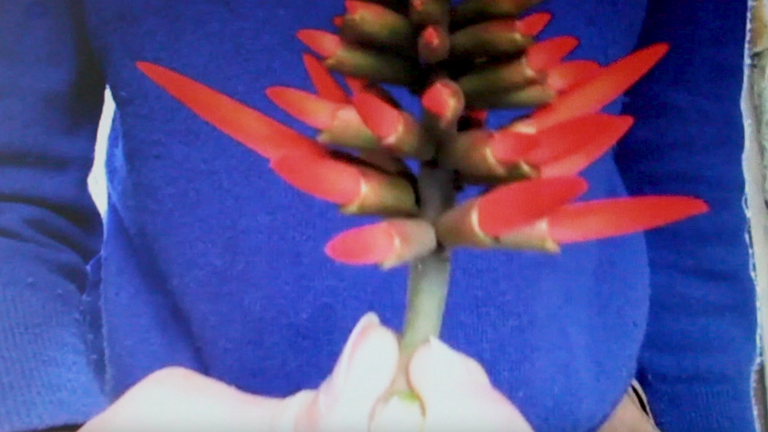 A close up photo of the torso of a person wearing a blue jumper holding a red flower in their right hand