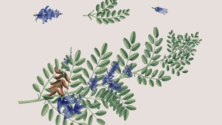 an illustration of indigo plant leaf and its constituent flower, leaf and branch parts