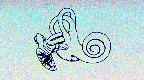 black line drawing of a cochlea, with pink and blue gradient background