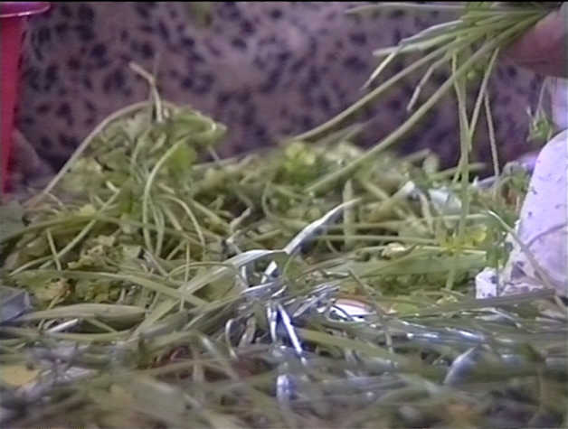 Video still, close up of herbs being sorted by hand.