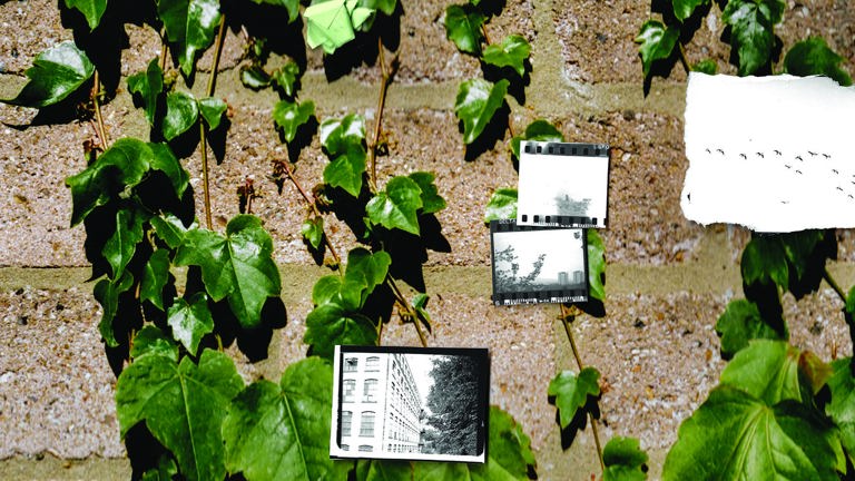 A digital collage. image in the back is leaves on a brick wall. There are images and black and white photographs overlapped. 