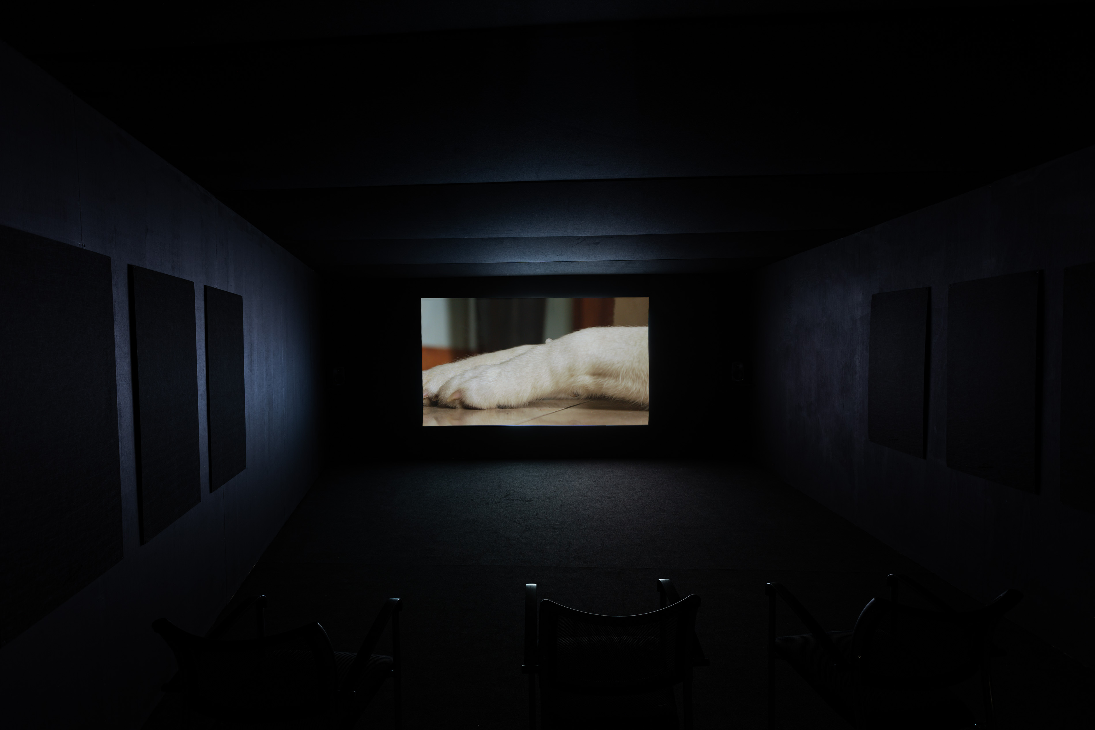 A darkened cinema-style room at the Briggait with rows of chairs facing a screen showing a close-up of a dog's paw resting on a wooden floor, part of Renée Helena Browne's video installation.