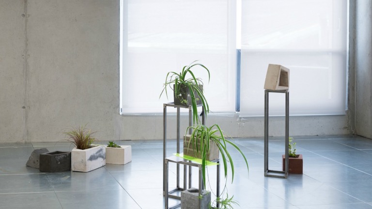 gallery installation, plants