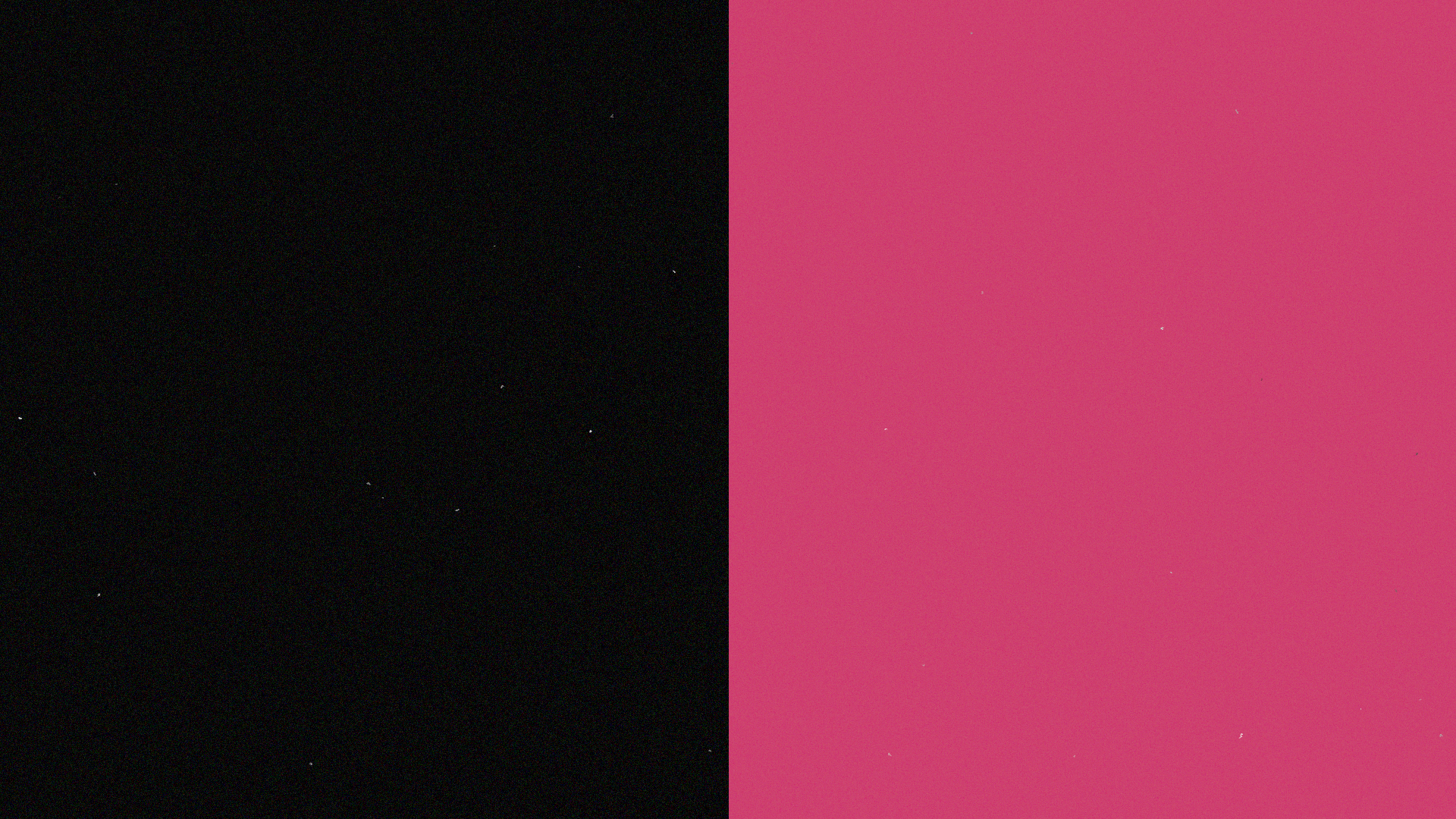 A split colour image. On the left is black, on the right is pink. 