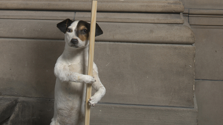 taxidermied jack Russell holding up a sign reading 'I'm dead'