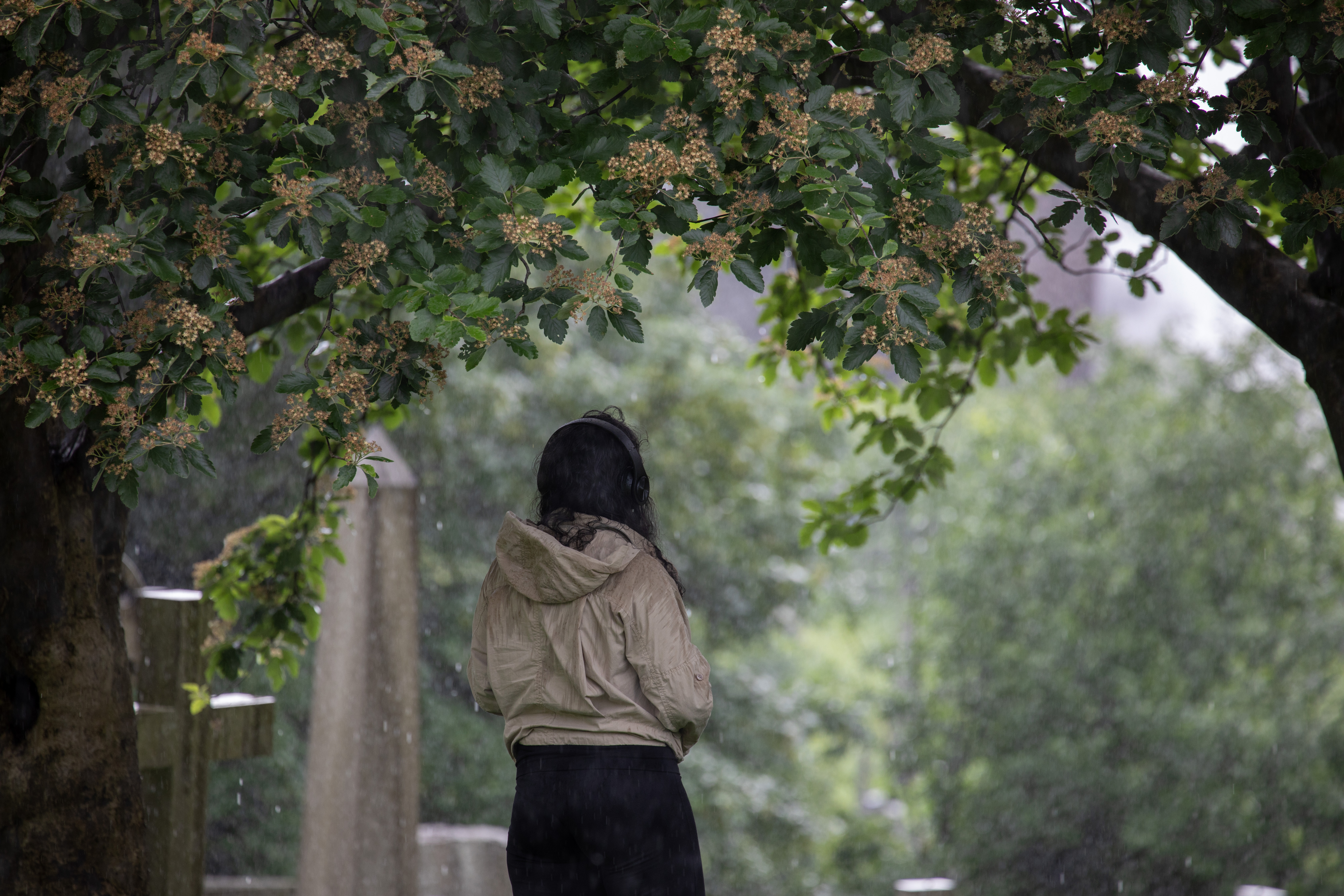 A person wearing headphones and a hooded jacket stands beneath a leafy tree in the rain, surrounded by lush greenery in a quiet outdoor setting.