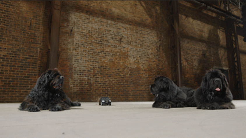 remote controlled car, human hair wig, Newfoundland dogs in front of a bricked wall