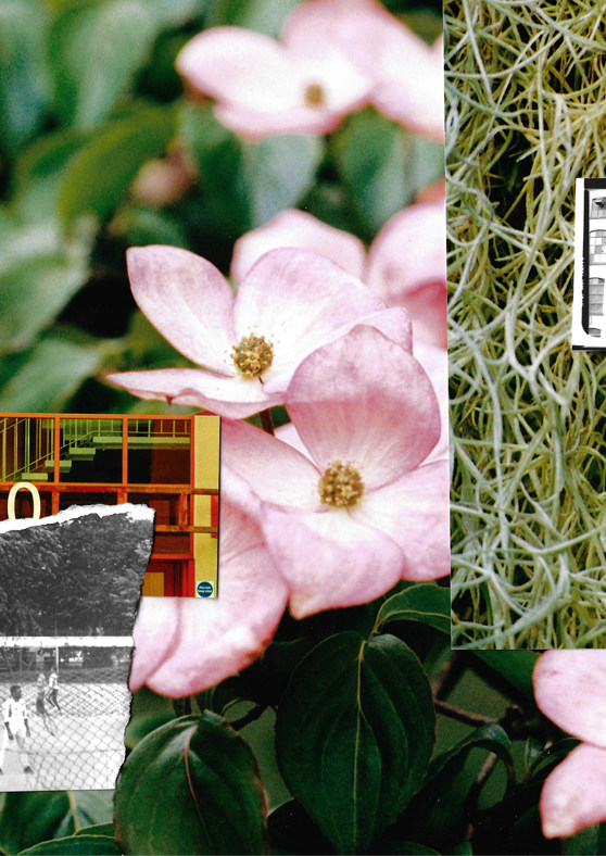 Configuration of images including pink petals, green leaves overlaid with archive images 